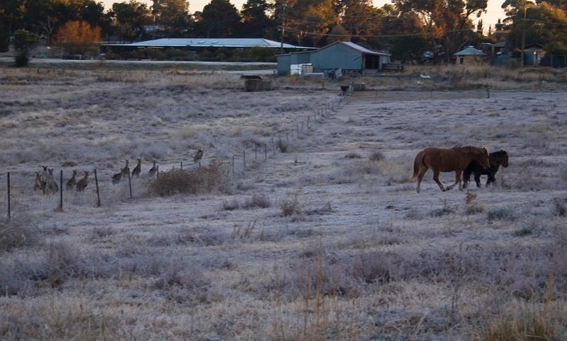 frosty morning 3.jpg